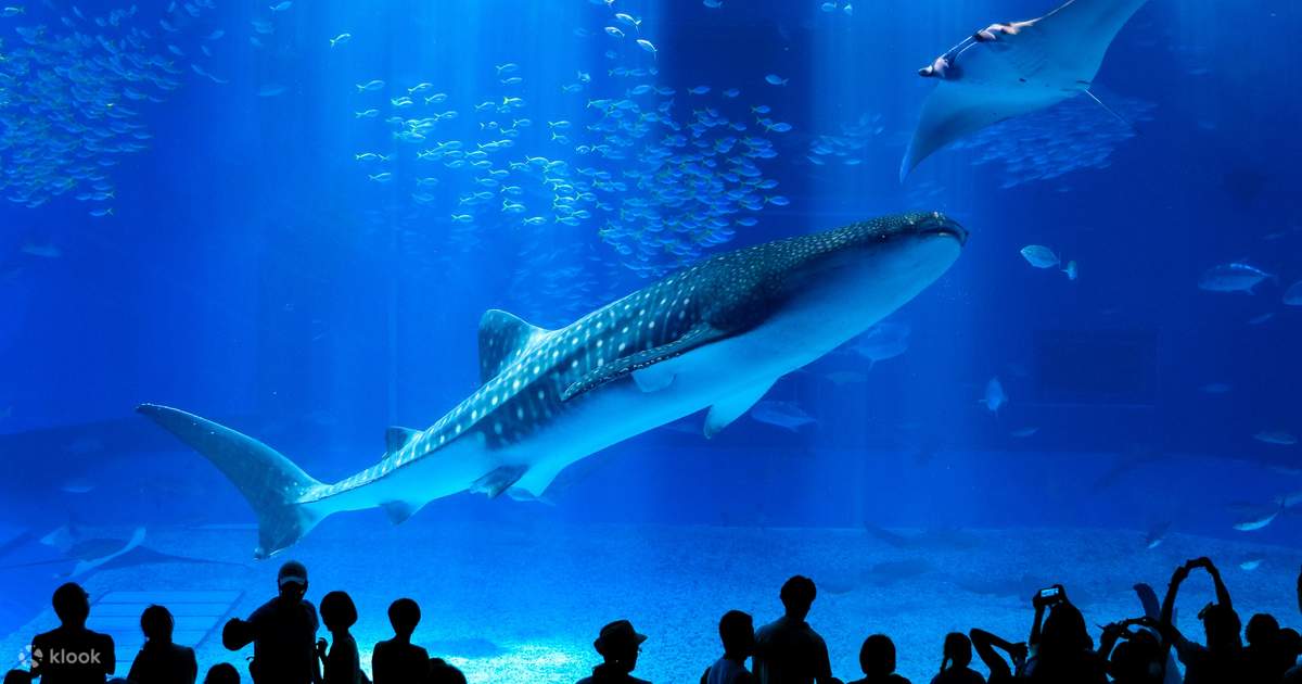 美麗海水族館